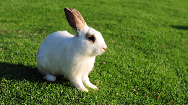 Illustration for article titled 4 Bunnies We Must Pet And 2 Bunnies We Must Eat